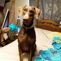 Lost Female Dog last seen Tudor Road and Adams Reeves Rd, Dearing, GA, McDuffie County, GA 30808