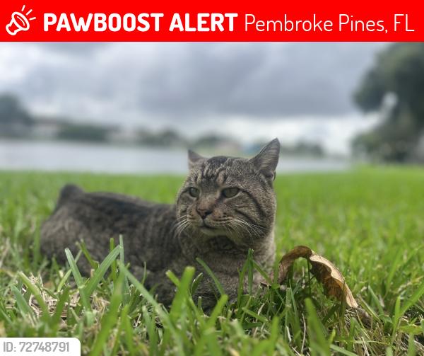 Lost Male Cat last seen Johnson ST, Pembroke Pines, FL 33026