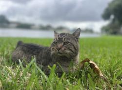 Lost Male Cat last seen Johnson ST, Pembroke Pines, FL 33026