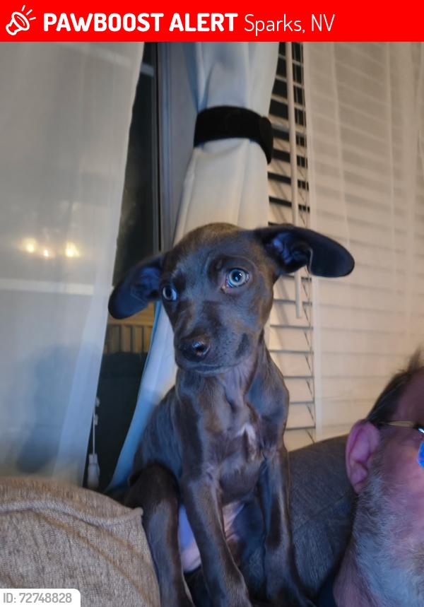 Lost Female Dog last seen Baring, Sparks, NV 89434