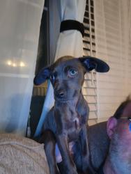 Lost Female Dog last seen Baring, Sparks, NV 89434