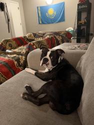 Lost Male Dog last seen Wyoga Lake Rd and Steels Corners, Stow, OH 44224
