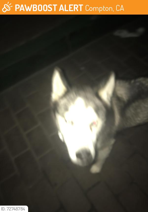 Found/Stray Unknown Dog last seen Compton and acacia, Compton, CA 90220