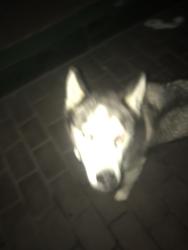 Found/Stray Unknown Dog last seen Compton and acacia, Compton, CA 90220