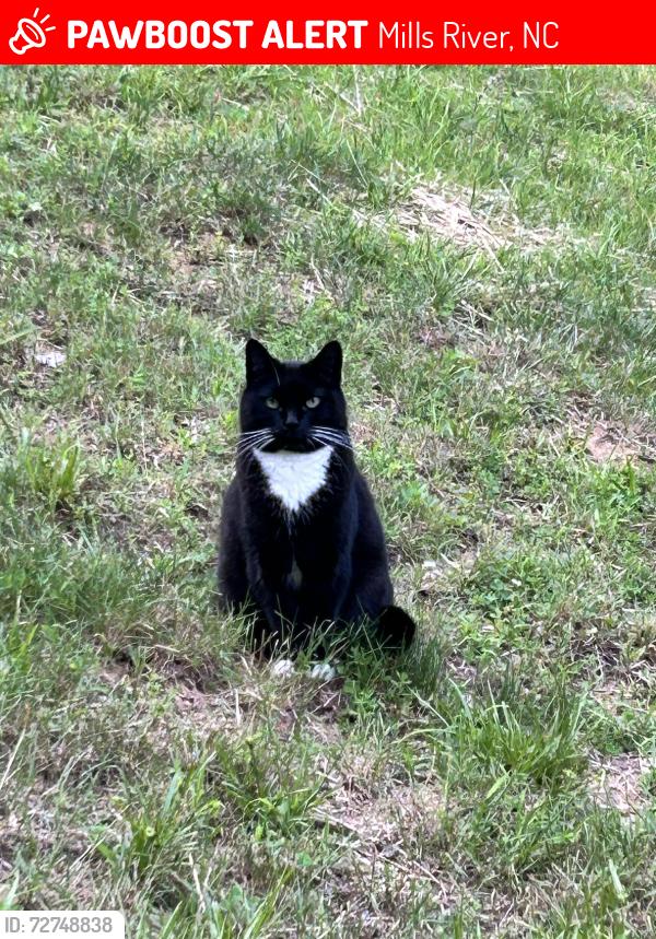 Lost Female Cat last seen Near George Chastain Rd near Forge Crest, Mills River, NC 28759