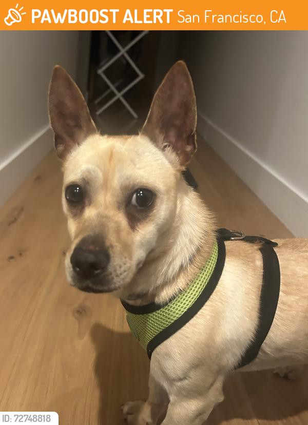 Found/Stray Male Dog last seen McKinley Square, San Francisco, CA 94107