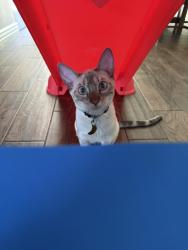 Lost Female Cat last seen Camino Real , Jurupa Valley, CA 92509