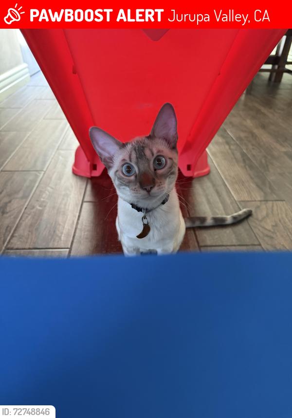 Lost Female Cat last seen Camino Real , Jurupa Valley, CA 92509