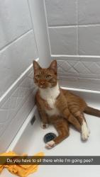 Lost Male Cat last seen Lomita road , El Cajon, CA 92020