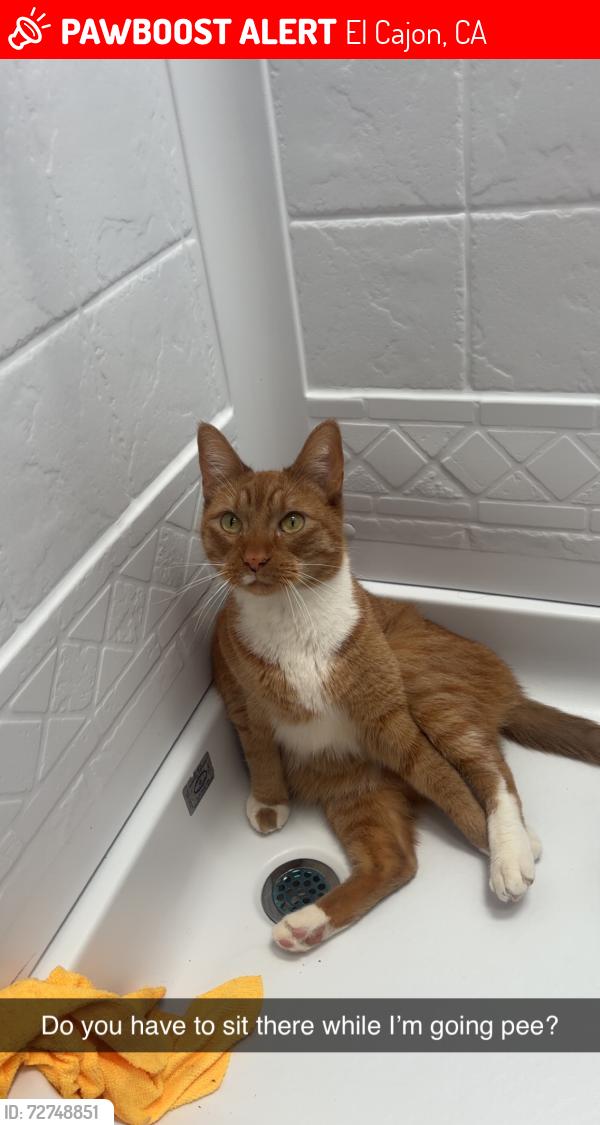Lost Male Cat last seen Lomita road , El Cajon, CA 92020