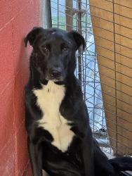 Found/Stray Female Dog last seen Near Freeway South somewhere past Barstow and closer to Apple Valley/Victorville, Barstow, CA 92311