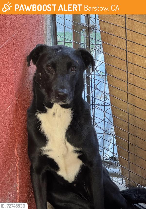 Found/Stray Female Dog last seen Near Freeway South somewhere past Barstow and closer to Apple Valley/Victorville, Barstow, CA 92311