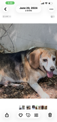 Lost Male Dog last seen Durbin, Fountain Inn, SC 29644