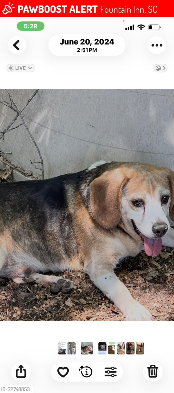 Lost Male Dog last seen Durbin, Fountain Inn, SC 29644
