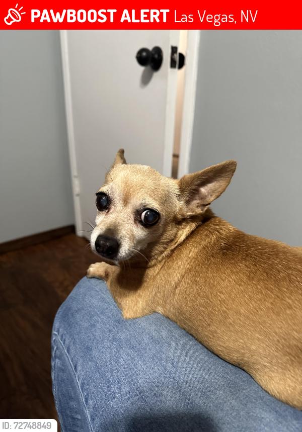 Lost Female Dog last seen Valley View Blvd and Washington Ave, Las Vegas, NV 89108