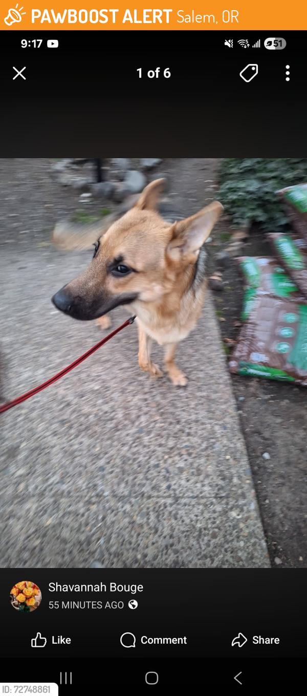 Found/Stray Unknown Dog last seen Wallace rd and Glen creek, Salem, OR 97304