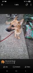 Found/Stray Unknown Dog last seen Wallace rd and Glen creek, Salem, OR 97304