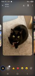 Lost Female Cat last seen Radnor and Lomina, Long Beach, CA 90815