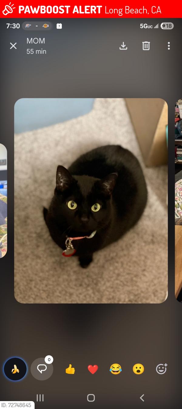 Lost Female Cat last seen Radnor and Lomina, Long Beach, CA 90815