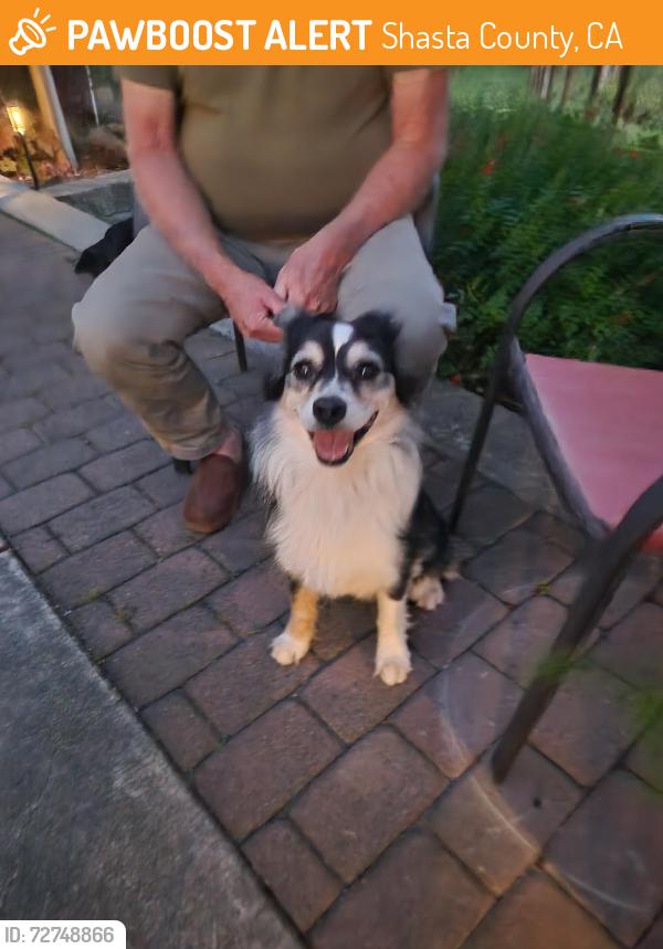 Found/Stray Female Dog last seen Padani/Catka, Shasta County, CA 96003