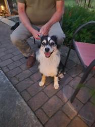 Found/Stray Female Dog last seen Padani/Catka, Shasta County, CA 96003