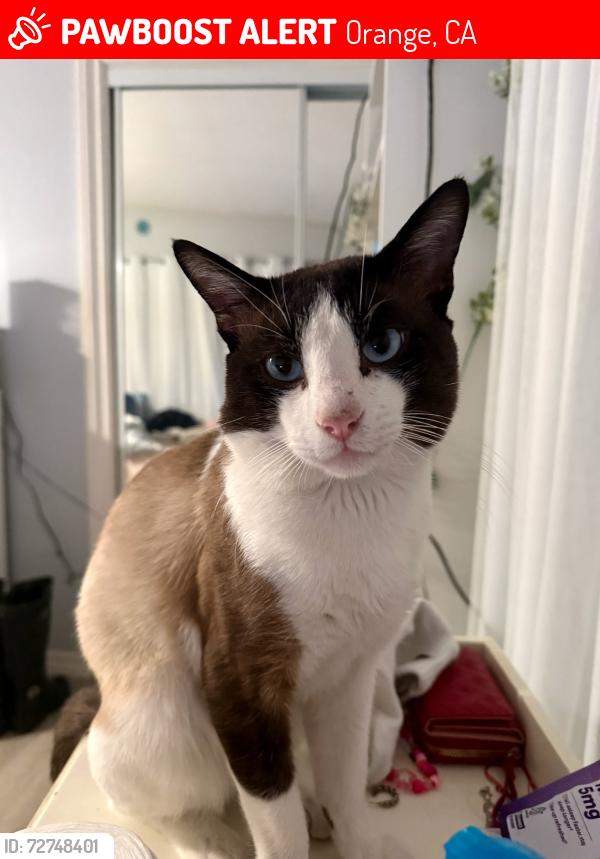 Lost Male Cat last seen W Palm Ave and N Eckhoff St, Orange, CA 92868