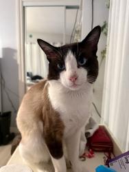 Lost Male Cat last seen W Palm Ave and N Eckhoff St, Orange, CA 92868
