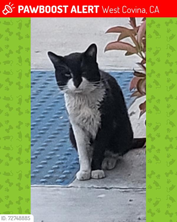 Lost Male Cat last seen Woodgate and Christi ln, West Covina, CA 91792