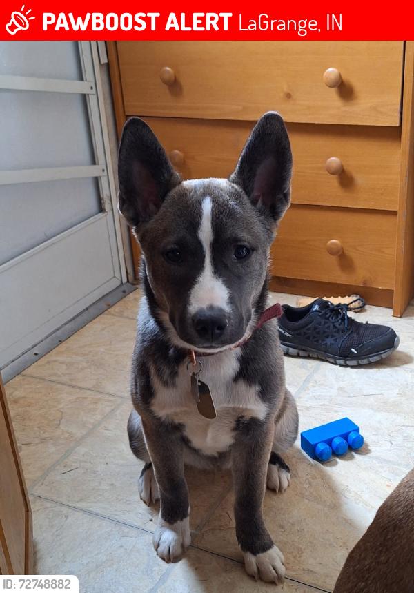 Lost Female Dog last seen E 200 s , LaGrange, IN 46761