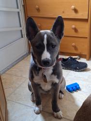 Lost Female Dog last seen E 200 s , LaGrange, IN 46761