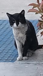 Lost Male Cat last seen Woodgate and Christi ln, West Covina, CA 91792