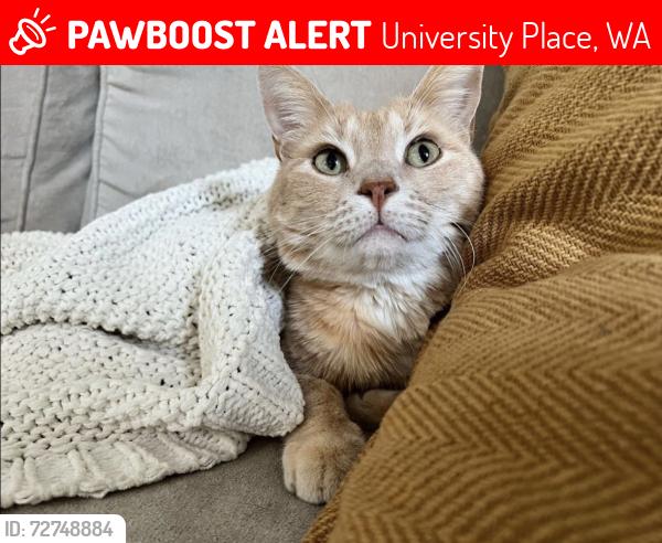 Lost Male Cat last seen 44th and Bridgeport , University Place, WA 98466