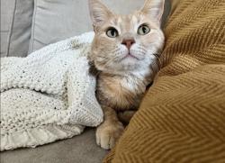 Lost Male Cat last seen 44th and Bridgeport , University Place, WA 98466