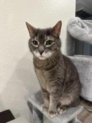 Lost Male Cat last seen Victoria Woods apmts , Rancho Cucamonga, CA 91739
