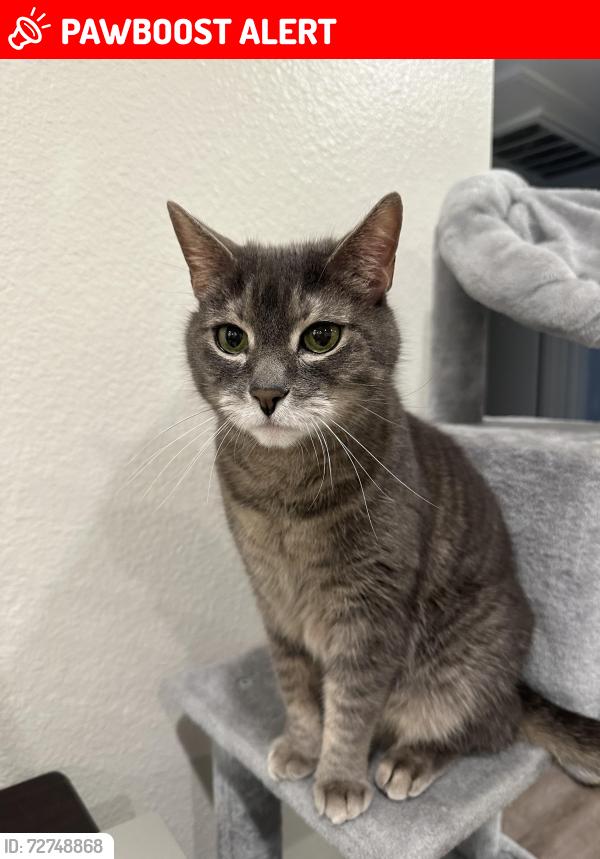 Lost Male Cat last seen Victoria Woods apmts , Rancho Cucamonga, CA 91739
