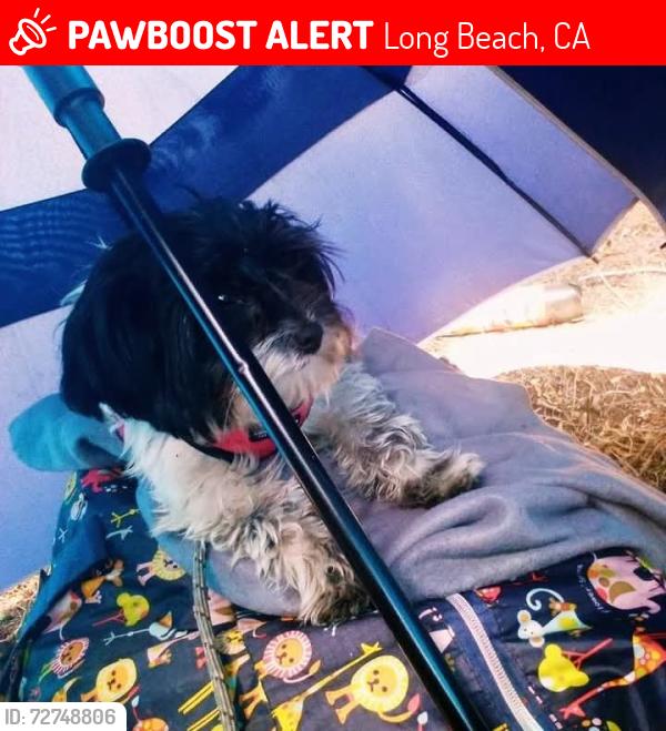 Lost Female Dog last seen PCH and 7th street , Long Beach, CA 90814