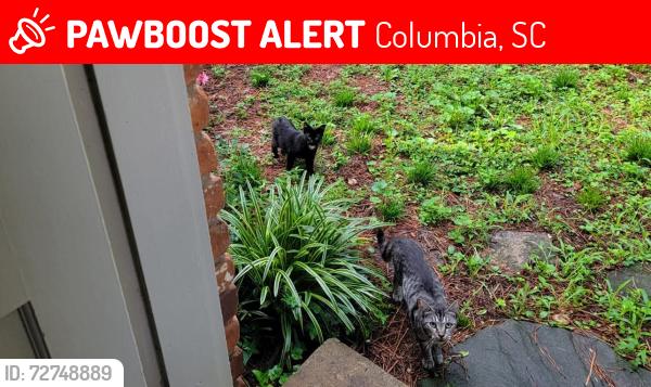 Lost Female Cat last seen Challedon,Lockner, Columbia, SC 29212