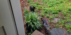 Lost Female Cat last seen Challedon,Lockner, Columbia, SC 29212