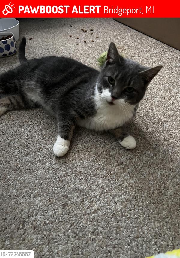 Lost Female Cat last seen Driftwood lane , Bridgeport, MI 48601