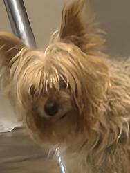 Lost Male Dog last seen 5th and Grove , Parma, ID 83660