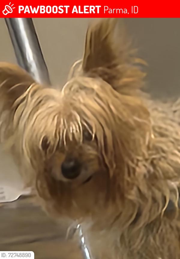 Lost Male Dog last seen 5th and Grove , Parma, ID 83660