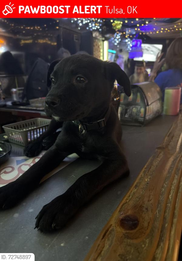 Lost Male Dog last seen 71st memorial , Tulsa, OK 74133