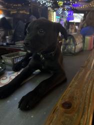 Lost Male Dog last seen 71st memorial , Tulsa, OK 74133