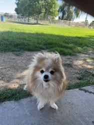 Lost Female Dog last seen La hacienda community on Conway st , Alton, TX NULL