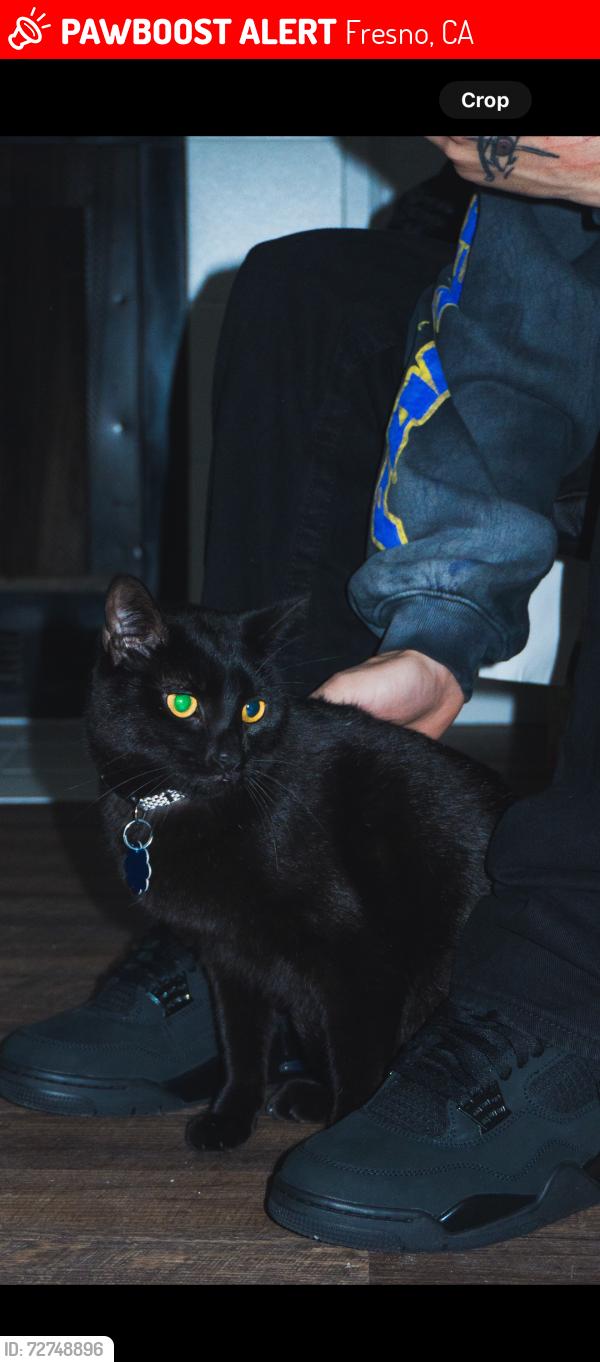Lost Male Cat last seen Ingram & Nees, Fresno, CA 93711