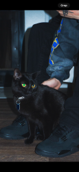 Lost Male Cat last seen Ingram & Nees, Fresno, CA 93711