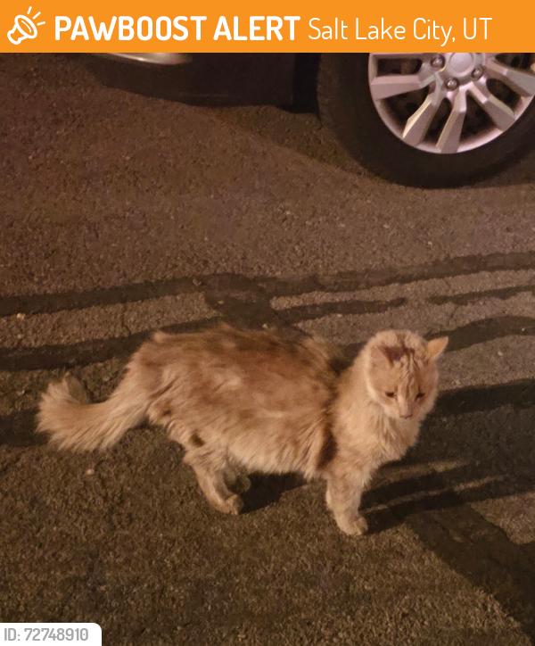 Found/Stray Unknown Cat last seen Richards Street, South salt lake, South Salt Lake, UT 84115