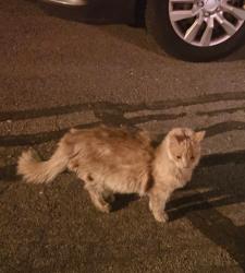 Found/Stray Unknown Cat last seen Richards Street, South salt lake, South Salt Lake, UT 84115
