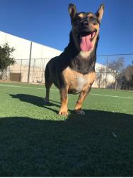 Lost Female Dog last seen By a park called rossynder, Los Angeles, CA 90011