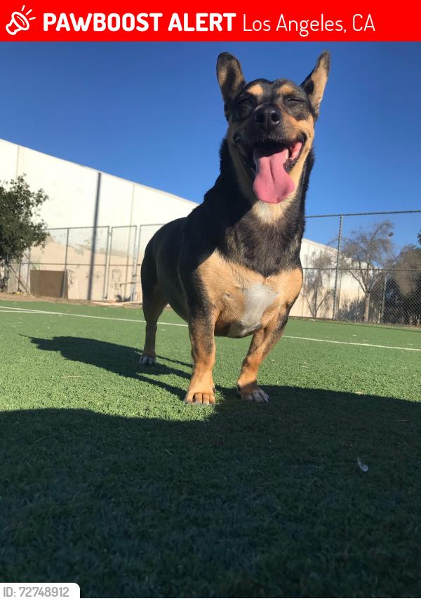 Lost Female Dog last seen By a park called rossynder, Los Angeles, CA 90011